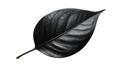 A solitary, rendered leaf, realistically textured and black, isolated on a stark black backdrop