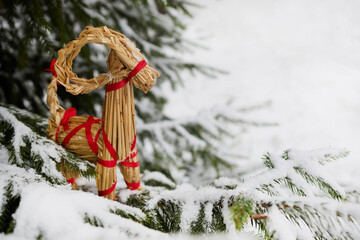 Julbock Christmas Straw Goat. Traditional straw goat with red accents on snow-covered branches.