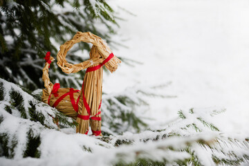 Fototapeta premium Straw Goat in Snowy Pines
