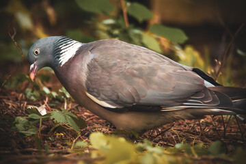Ringeltaube sucht nach Nistmaterial