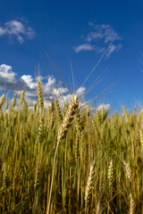 Fototapeta premium A vibrant field of wheat sways gently under a bright blue sky with puffy white clouds.
