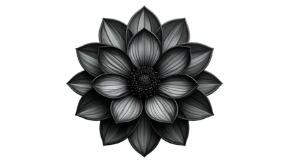 Grayscale botanical illustration of a symmetrical flower with detailed petals on black background