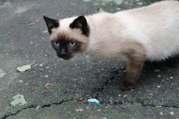 Siamese cat on the street. Anxious cat with blue eyes.