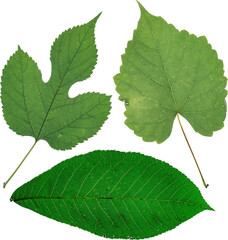 Collection of Green Leaves Showing Natural Vein Texture Isolated on Black Background
