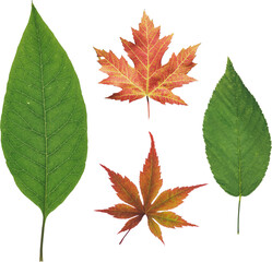 Collection of Green and Autumn Leaves With Natural Vein Texture Isolated on Black Background