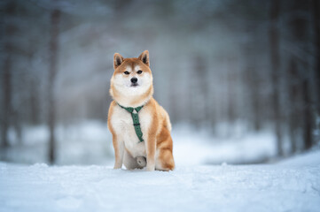 Shiba Inu dog sitting in snowy winter forest with green harness