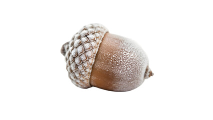 Snow-Dusted Acorn Macro with Transparent Background: Isolated Cut-Out Nature Object