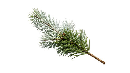 Pine Branch with Frosty Needles and Transparent Background: Isolated Winter Foliage