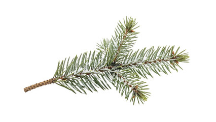 Green Spruce or Fir Branch with Snow-Dusted Needles: Isolated Transparent Winter Element