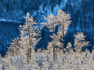 Oszronione drzewa w mroźny poranek w Beskidach, koło Schroniska Szyndzielni  © filozofgrecki