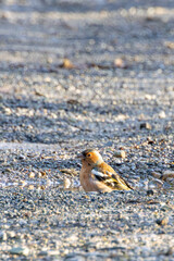 Chaffinch (Fringilla coelebs), colourful finch common in woodlands parks and gardens