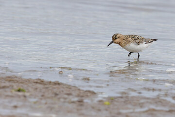 Sanderling (Calidris alba), migratory shorebird common on sandy beaches worldwide