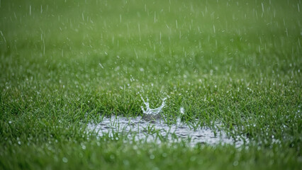 Grass Moving Under Heavy Rainfall