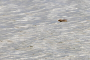 Sand Martin (Riparia riparia), migratory swallow common near water bodies in Holarctic