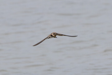 Sand Martin (Riparia riparia), migratory swallow common near water bodies in Holarctic