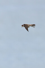Sand Martin (Riparia riparia), migratory swallow common near water bodies in Holarctic