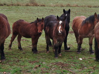 Fototapeta premium Caballos salvajes percherones pastando en un prado verde en un día gris de invierno