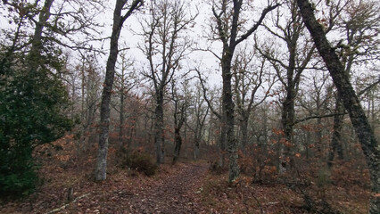 Naklejka premium Bosque caducifolio oscuro y denso en invierno con hojas marrones rojizas cubriendo el suelo de Palencia, España