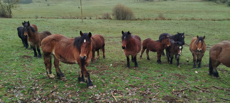 Caballos salvajes percherones pastando en un prado verde en un d&iacute;a gris de invierno