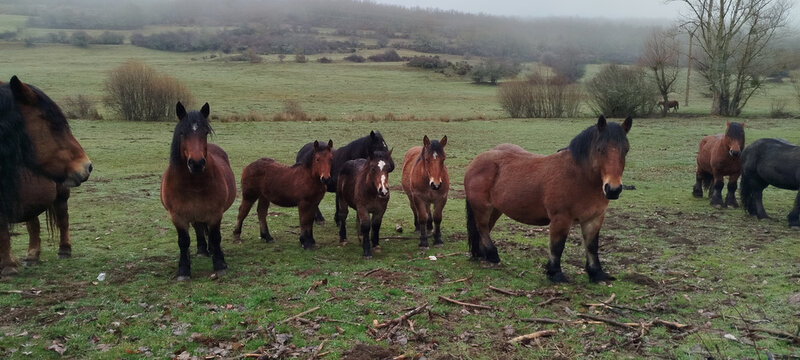Caballos salvajes percherones pastando en un prado verde en un d&iacute;a gris de invierno
