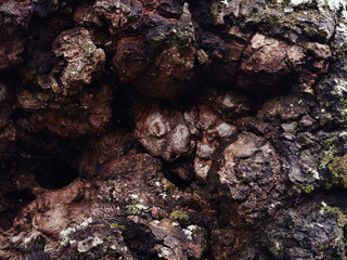 Primer plano macro de la textura rugosa y agrietada de la corteza de un árbol antiguo con pequeñas manchas de musgo