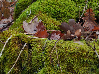 Primer plano detallado de musgo verde vibrante cubriendo el suelo de un bosque con hojas secas de...