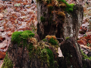 Troncos de árboles cortados cubiertos de musgo verde vibrante en un suelo forestal lleno de hojas secas