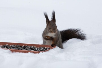 A fluffy grey squirrel eats seeds from a feeder in the snow in winter.