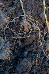 A heavy root ball on a tomato plant is full of compost