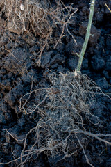 A heavy root ball on a tomato plant is full of compost