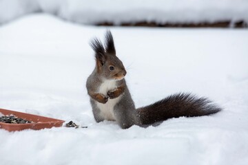 A funny gray squirrel eats seeds from a feeder in the snow in winter.