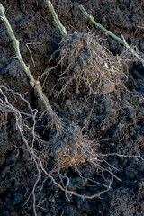 A heavy root ball on a tomato plant is full of compost