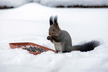 A fluffy grey squirrel eats seeds from a feeder in the snow in winter.