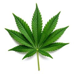 Vibrant, detailed close-up of a cannabis leaf, isolated on white