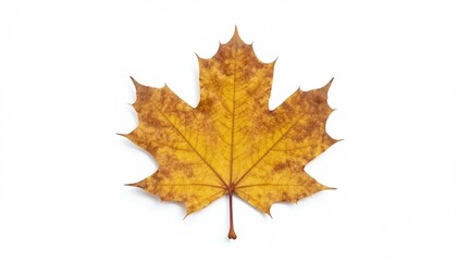 Fototapeta premium Falling leaves event autumn leaves nature isolated background close-up natural beauty