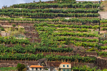 Terraced banana plantations covering a steep hillside, with traditional stone walls and small houses below