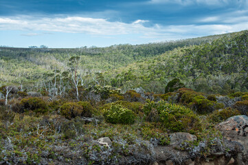 Tasmania natural landscape featuring bushland vegetation and stormy clouds, ideal for themes of climate, isolation, outdoor travel and untouched ecosystems. © Anna Zaro