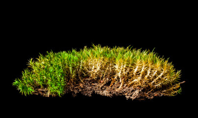 Moss isolated on black background.