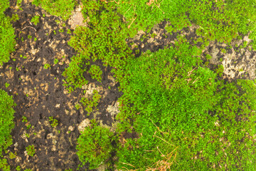 Green moss on stone background.