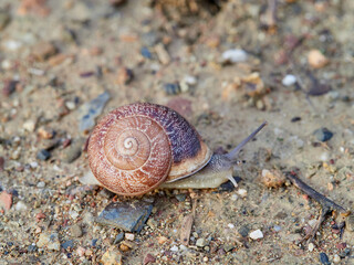 Eobania vermiculata, the Chocolate-band Snail,