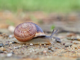 Eobania vermiculata, the Chocolate-band Snail,