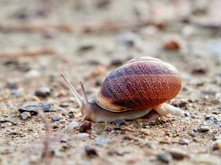 Eobania vermiculata, the Chocolate-band Snail,