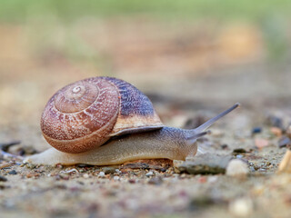 Eobania vermiculata, the Chocolate-band Snail,