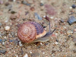 Eobania vermiculata, the Chocolate-band Snail,