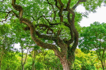 &aacute;rvore gigante