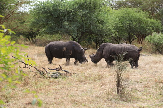 rhinoceros in bandia reserve, senegal