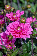 dahlia Melody Fanfare, beautiful color of the petals