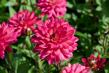 dark pink dahlia Ocean of Love