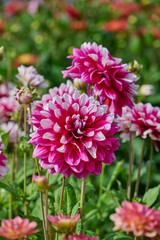 dahlia Patches, fuchsia-colored petals with white spots