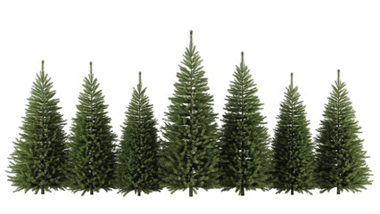 Fototapeta premium Set of realistic evergreen Christmas trees in various sizes for winter landscape scenes, isolated on a transparent background PNG (सदाबहार पेड़)